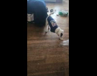 Dog wearing shirt plays with water bottle 