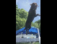 Large dog jumps dock green lake water