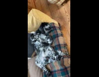 Dog lies down in a weird position