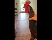 Woman gently shakes crowing roosters neck
