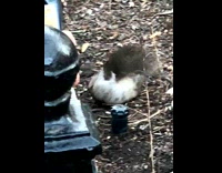 Collab Subway Creatures - Two rats fight each other at the park