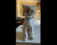 Cat round face shaved body fur yawns