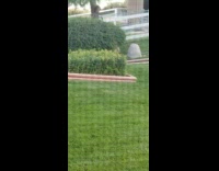 Baby bobcat pops out from green bush 