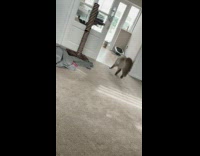 Grey cat walk sideways funny wide eyes