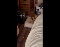 Dog try to bite handle of chest box