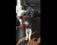 Slow motion of dog missing thrown ball 