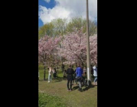 People pose beside tree pink flowers park