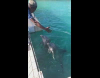 Collab BitchMP - Two dolphins do trick for trainer