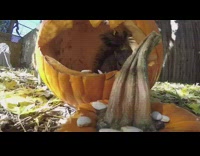 Squirrels playing inside of a pumpkin