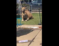 Collab BitchIG2 - Beware of dog sign for brown camel 