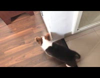 Collab Pets For All - corgi puppy fights with his reflection