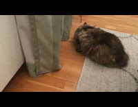 Mouse climbed above curtain to hide from cat