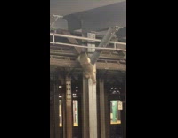 Raccoon climbs up steel beam subway ceiling