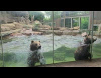 Two bears swim up and down beside the window glass