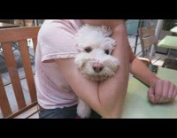 White Dog Hand Fed in Owner's Elbow While Music Plays