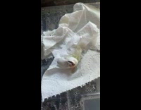 Egg hatch baby lizard comes out tissue