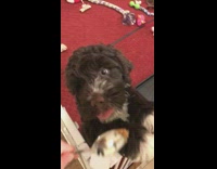 Dog eats peanut butter spoon white gate 