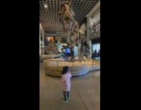 Kid gets excited at a dinosaur museum 