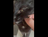 Girl rub nori seaweed to black cat