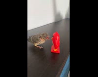 Bird chirping at red toy