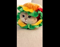 Fluffy cat on couch wears hamburger costume