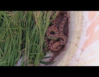 Submitter shows rattlesnake actively crawls inside planter