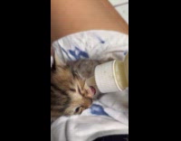 Small tabby kitten fed with milk bottle