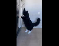 Black white cat opens kitchen cabinet door