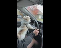 Dog on lap paws on steering wheel