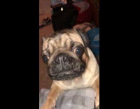 Gray pug dog make squeak sound