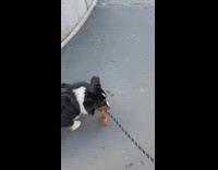 Dog walks with pretzel 