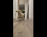 Collab Pets For All - Golden retriever puppy dog runs hallway girl 