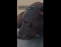 Woman gets ball toy for each of her dogs