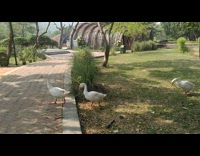 Four white ducks walk in line park