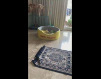 Puppy struggles to get into dog bed