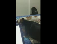 Two dogs bite kiss blue bed laptop