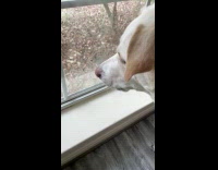 Squirrel shake its tail in front of dog 