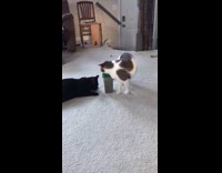 Cat knock over and open treat box
