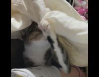Cat grabs and pulls down white blanket 