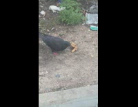 Pigeon bird eats fried chicken wing