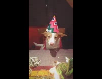 Boomerang brown dog in pink party hat treat drops on table