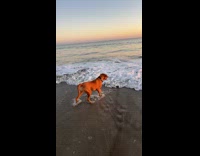 Collab Clips MPUGC - Dog reversing avoiding waves 