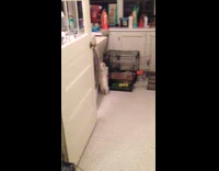 small white dog walking around on black cage