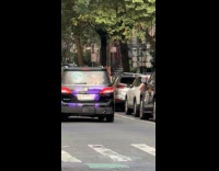 Dogs wander street peeks at car window