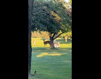 Woman selfie with deer beside the tree