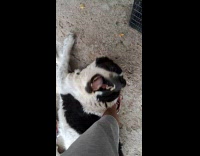 Dog playfully bites on hoomans shorts 