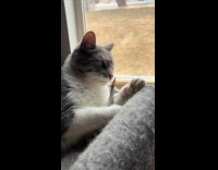 Gray white cat bite and chew stick