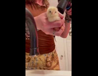 Woman blow drying chicks feathers after bath