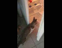 Cat place paw under fridge door and open