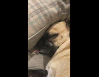 Brown dog sleep tongue out snore loudly